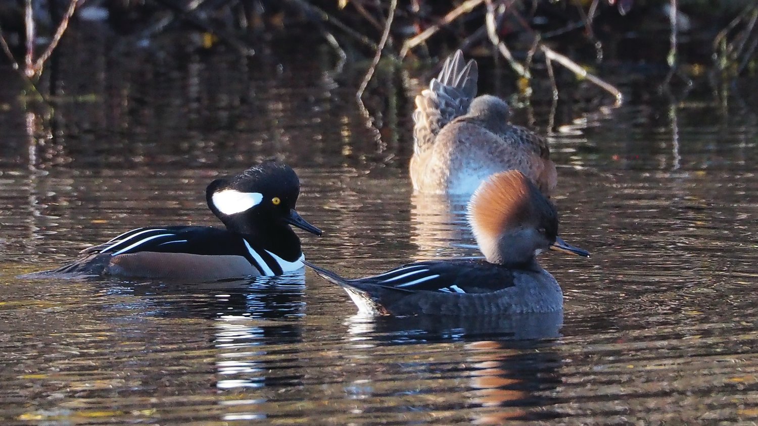 Kah Tai Lagoon provides important habitat for many duck species, including these Hooded Mergansers.